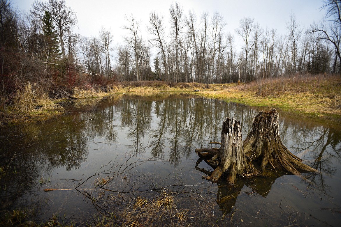 Tree stumps sit in a floodplain off the Flathead River at Owen Sowerwine Natural Area in Kalispell on Friday, April 24. (Casey Kreider/Daily Inter Lake)