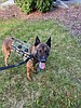 K9 Jester joins the Moses Lake police pack