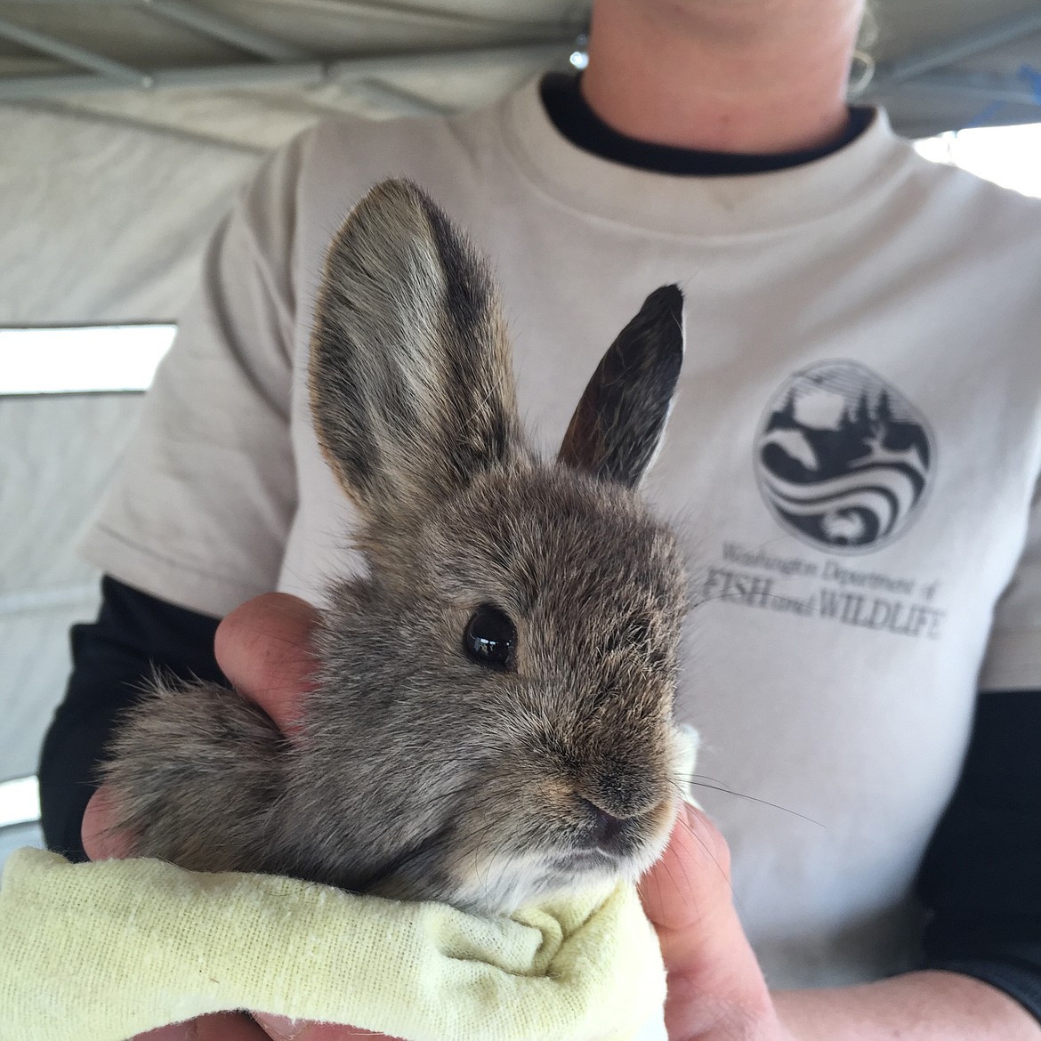 The tiny Columbia Basin pygmy rabbit is making a comeback thanks to a collaboration between Washington State University and the Oregon Zoo.