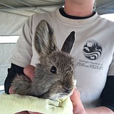 America’s tiniest rabbit is hopping back home