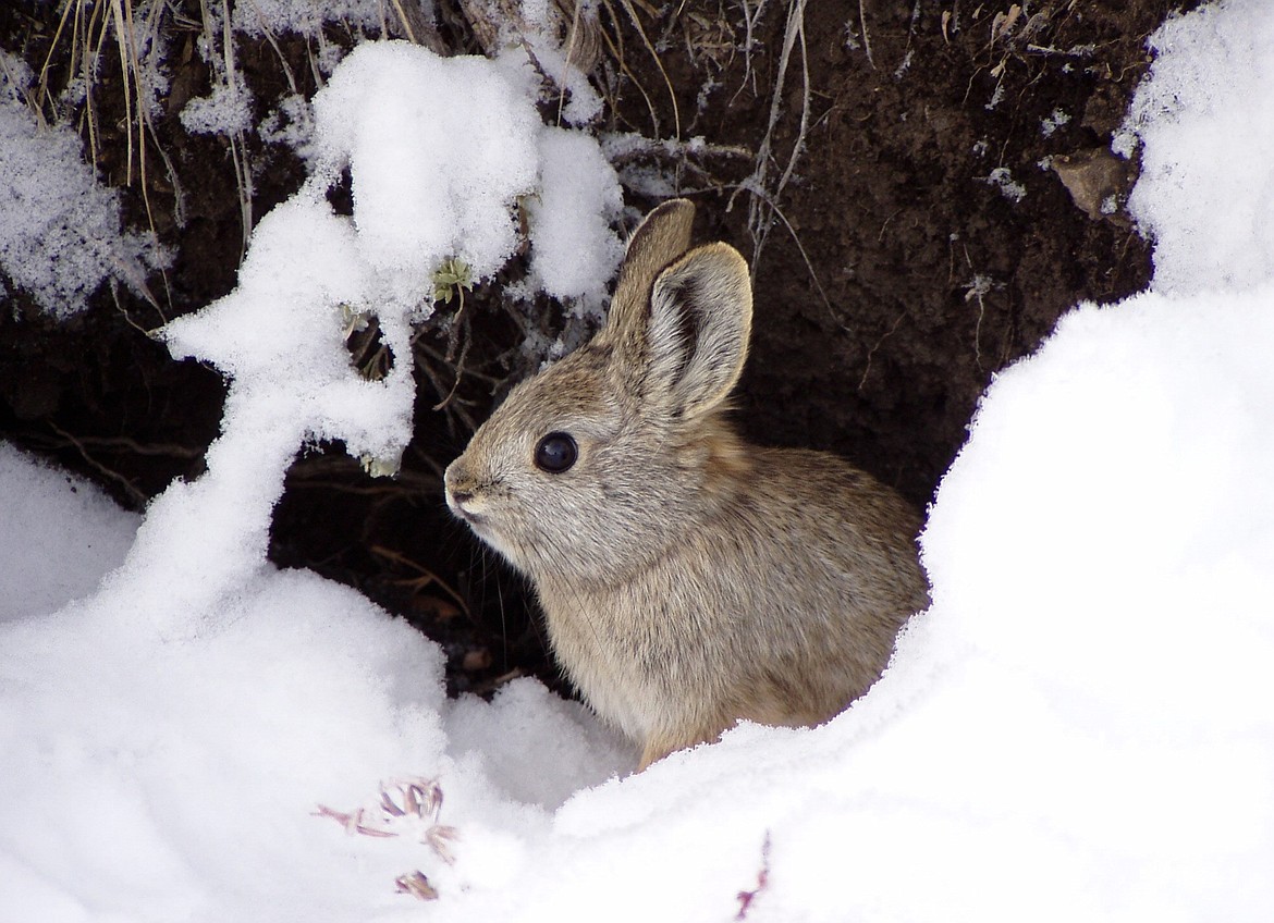 A Columbia Basin pygmy rabbit hides under brush during a heavy snow.