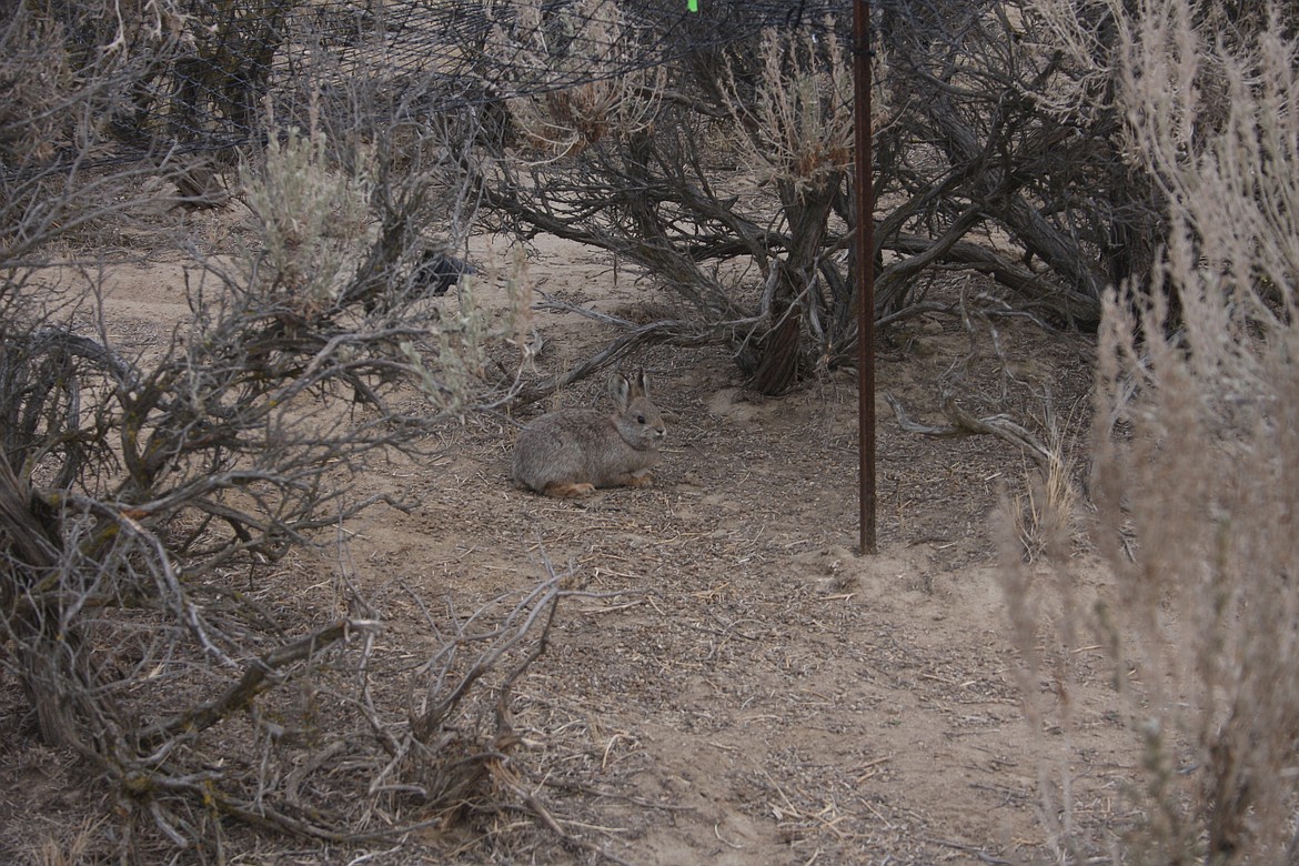 A Columbia Basin pygmy rabbit lounging in the underbrush.