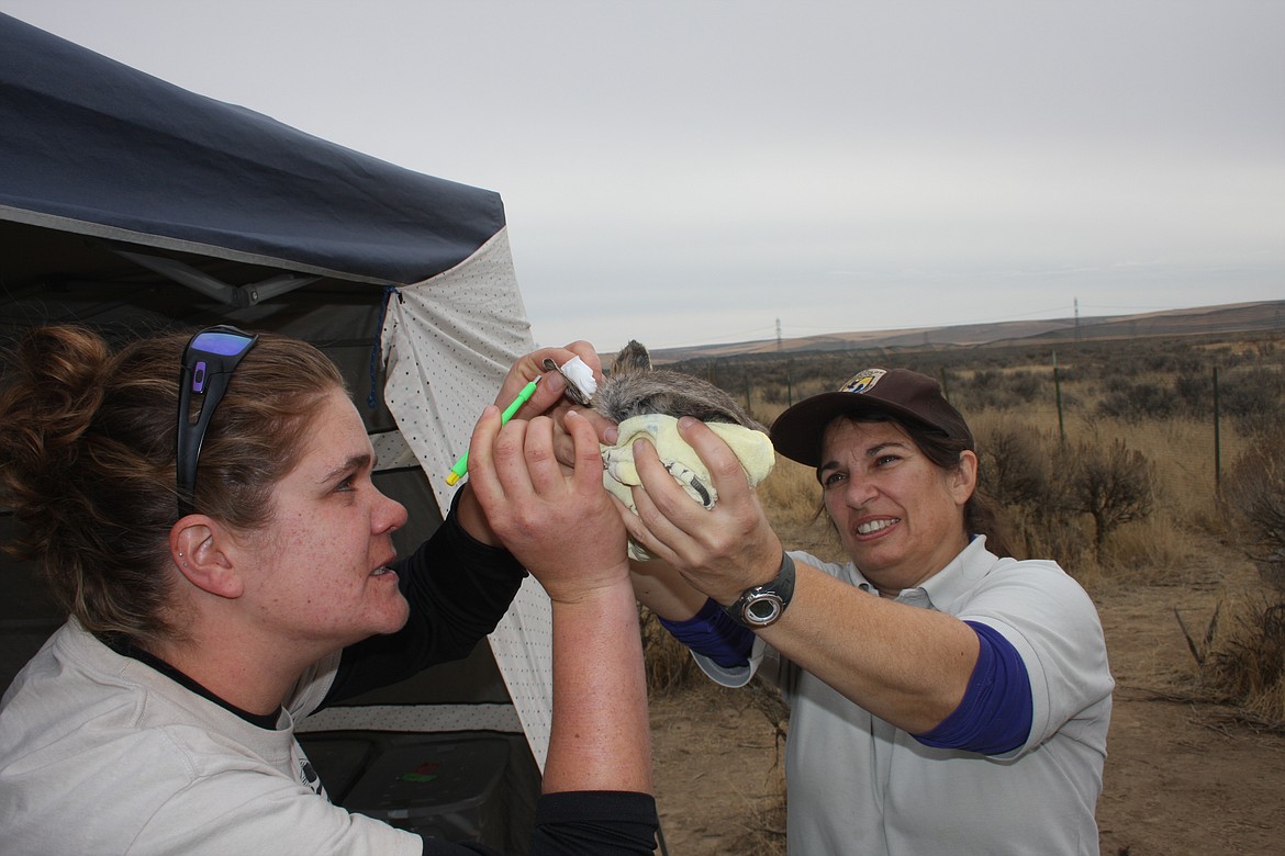 U.S. Fish and Wildlife Service biologist Judy Neibauer holds a pygmy rabbit as Washington state Department of Fish and Wildlife technician Claire Satterwhite takes a small genetic sample of ear tissue.