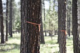 County targets western pine beetle infestations in J. Neils Memorial Park