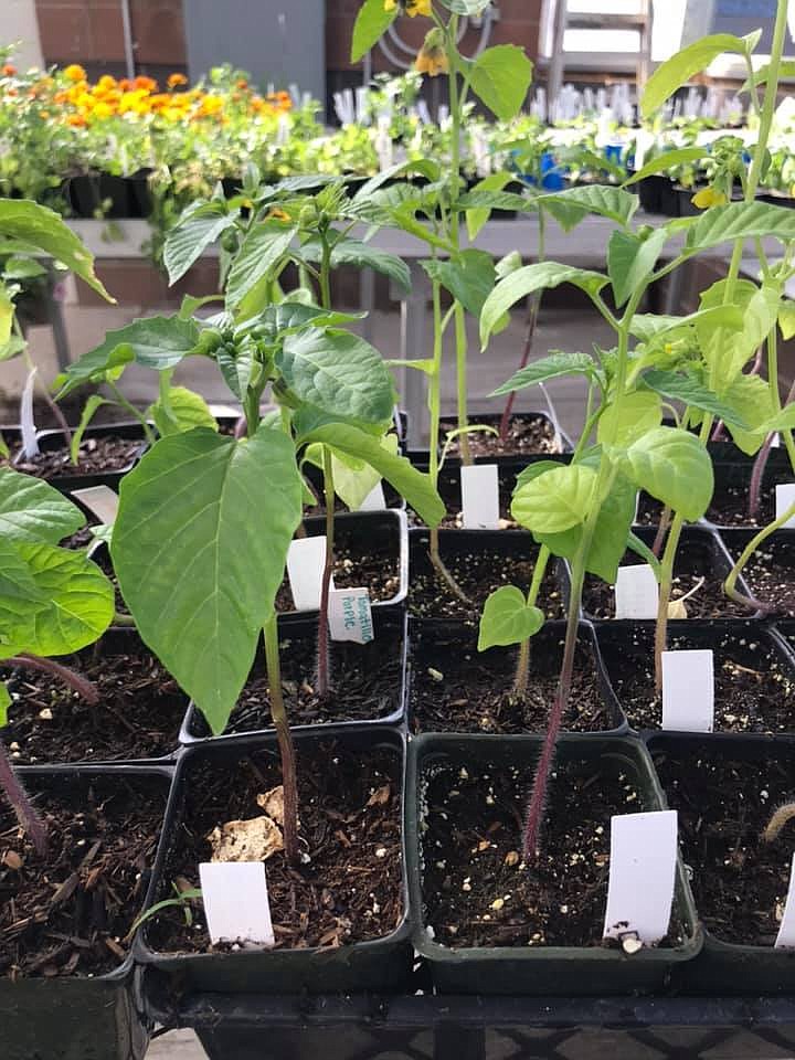 Some of the plants available at the Wahluke FFA plant sale.