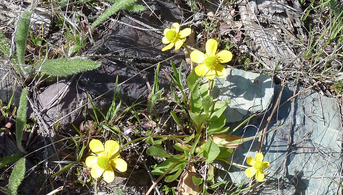 Buttercups are one of the first flowers to bloom in the spring in North Idaho.