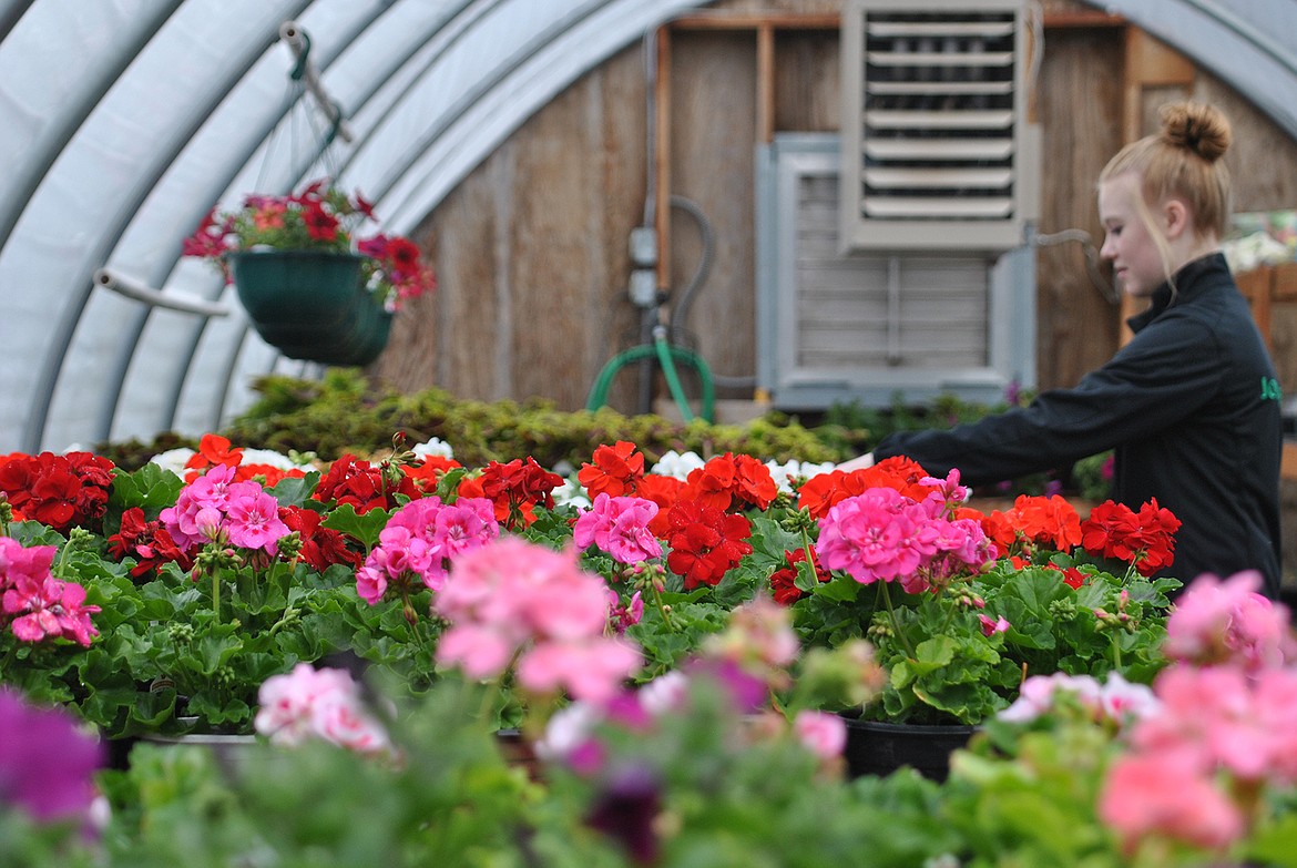 Macy Hill gently deadheads the faded flower petals from rows of geraniums in the St. Regis School greenhouse. (Amy Quinlivan/Mineral Independent)