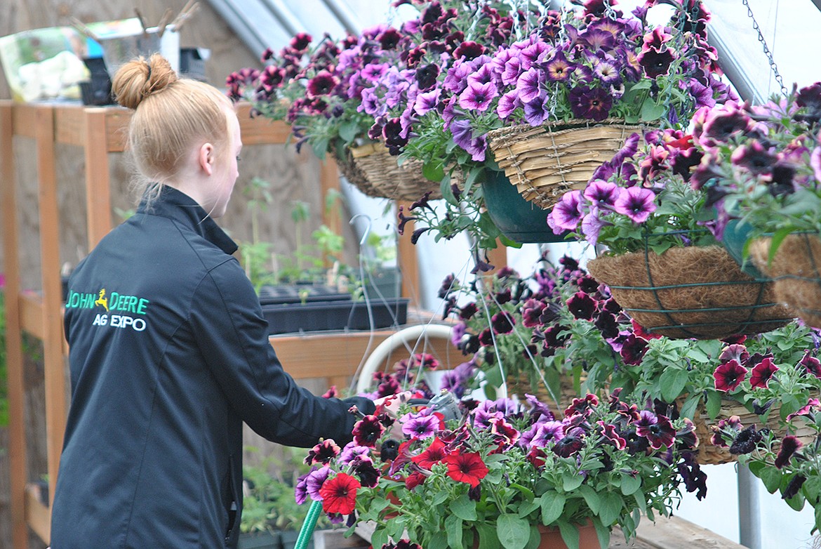 Hanging baskets full of petunias are watered by Macy Hill. These will be leaving the greenhouse soon. (Amy Quinlivan/Mineral Independent)
