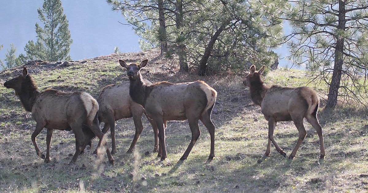 State biologist shares elk, deer survey results | Valley Press/Mineral ...