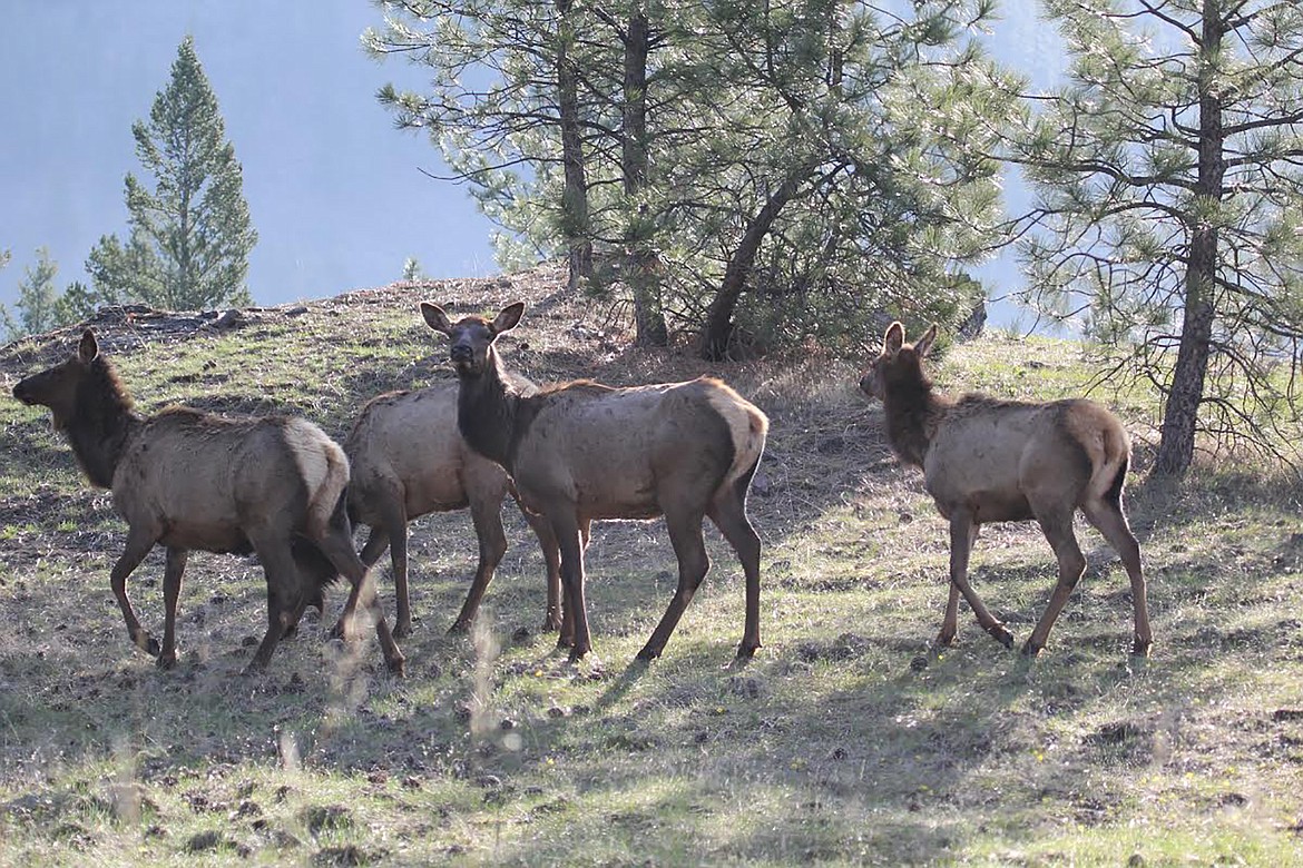 A group of elk munch on green grasses in Mineral County. (Liz Bradley/Montana Fish, Wildlife & Parks)