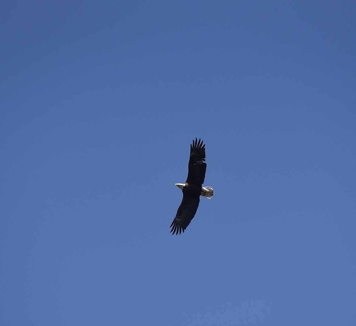 A bald eagle soars over the High Bridge in Thompson Falls recently.  The area is a great place to see wildlife, such as eagles, waterfowl and deer. (Scott Shindledecker/Valley Press)