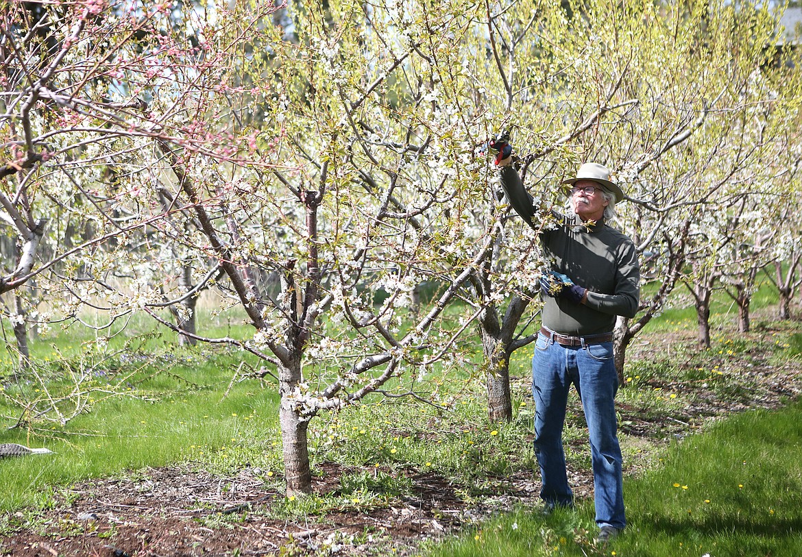 $ID/NormalParagraphStyle:MACKENZIE REISS | Bigfork Eagle
$ID/NormalParagraphStyle:Dan Getman of Getmans’ Orchard and Vineyard prunes a tree on Monday, May 4.
