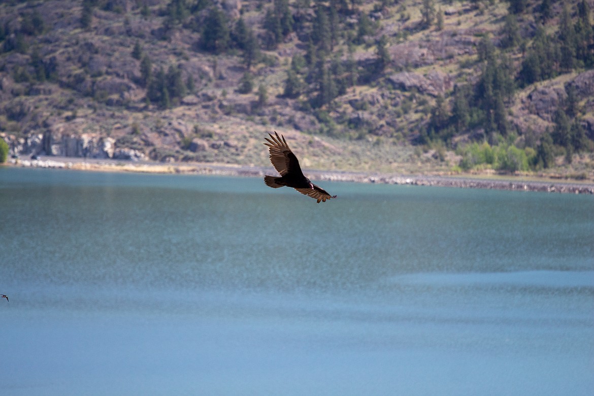 Soaring birds, and other wildlife, are a common sight for visitors looking out from the heights of Steamboat Rock.