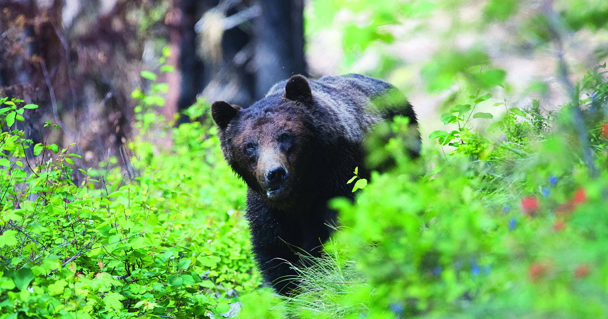 Glacier jogger collides with grizzly bear Hungry Horse News