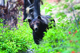 Glacier jogger collides with grizzly bear