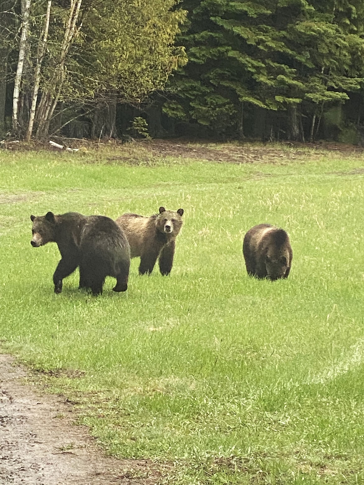 Three subadult grizzly bears feed on grass in the Swan Lake area. (Photo courtesy of Cliff and Susan Edwards)