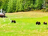 3 grizzlies relocated from Swan Lake area