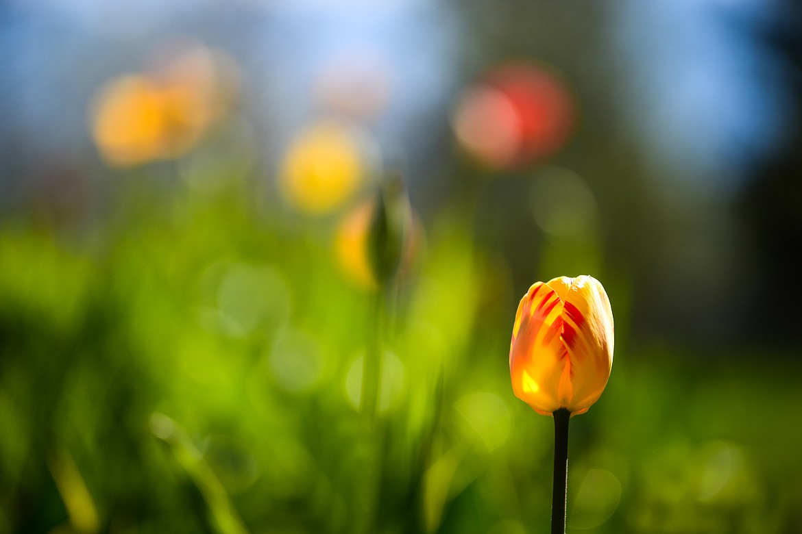 Tulips bloom at Bibler Gardens in Kalispell on Saturday, May 9. (Casey Kreider/Daily Inter Lake)
