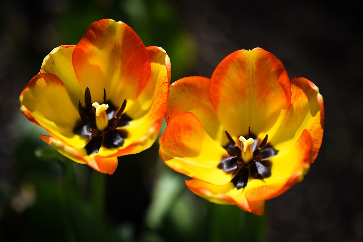 Tulips bloom at Bibler Gardens in Kalispell on Saturday, May 9. (Casey Kreider/Daily Inter Lake)