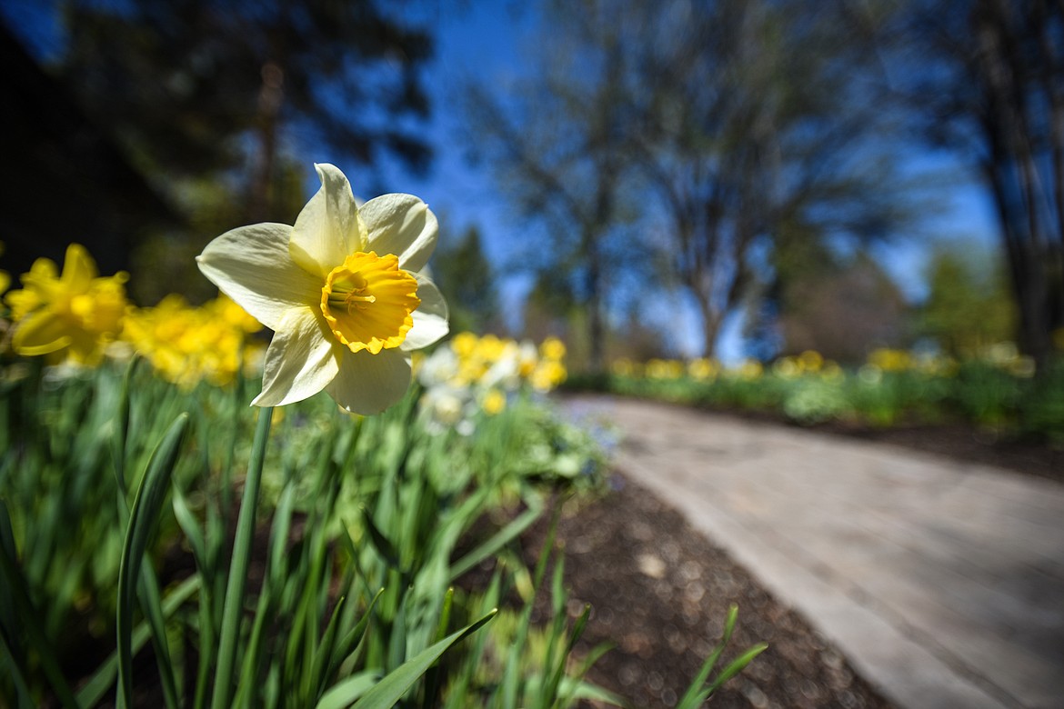 Daffodils bloom along a walking path at Bibler Gardens in Kalispell on Saturday, May 9. (Casey Kreider/Daily Inter Lake)