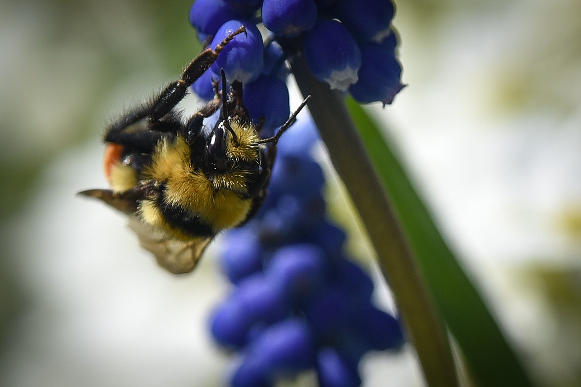 A bee gets a drink of nectar from grape hyacinth flowers at Bibler Gardens in Kalispell on Saturday, May 9. (Casey Kreider/Daily Inter Lake)