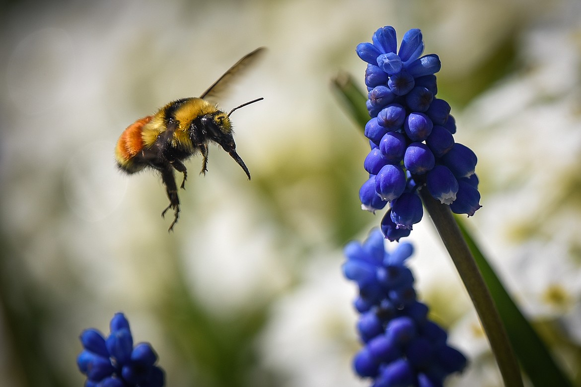 A bee buzzes around grape hyacinth flowers at Bibler Gardens in Kalispell on Saturday, May 9. (Casey Kreider/Daily Inter Lake)