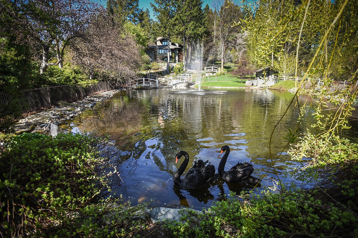 Two black swans swim on a pond at Bibler Gardens.