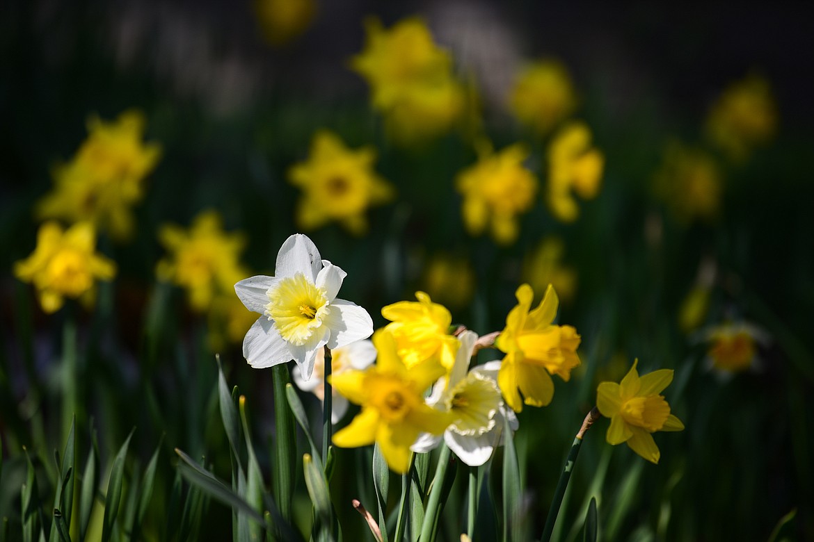 Daffodils bloom at Bibler Gardens in Kalispell on Saturday, May 9. (Casey Kreider/Daily Inter Lake)
