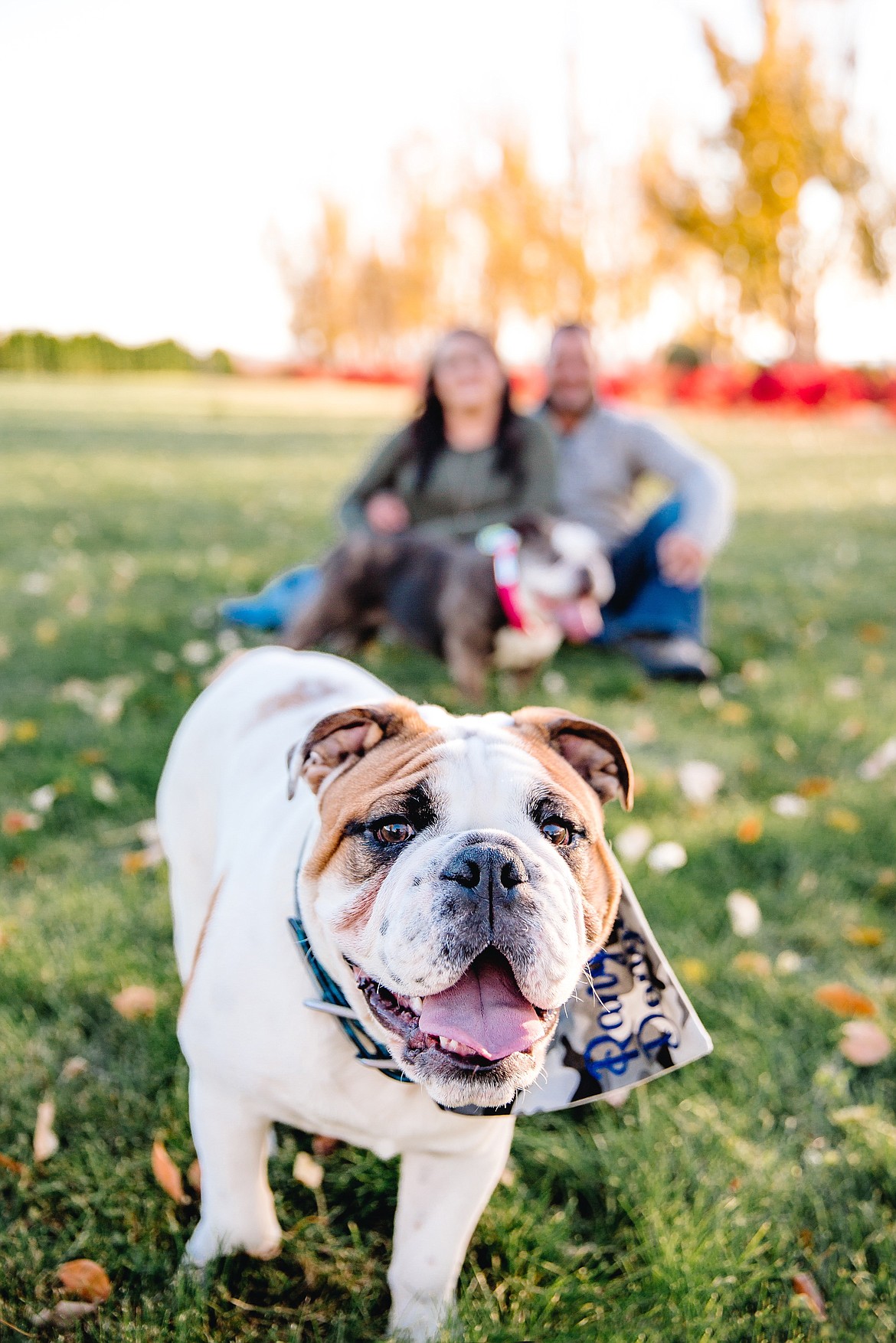 Ranger, a 1-year-old male English bulldog, steals the spotlight during a family photoshoot with his owners, Tara and Dusti Zerbo.