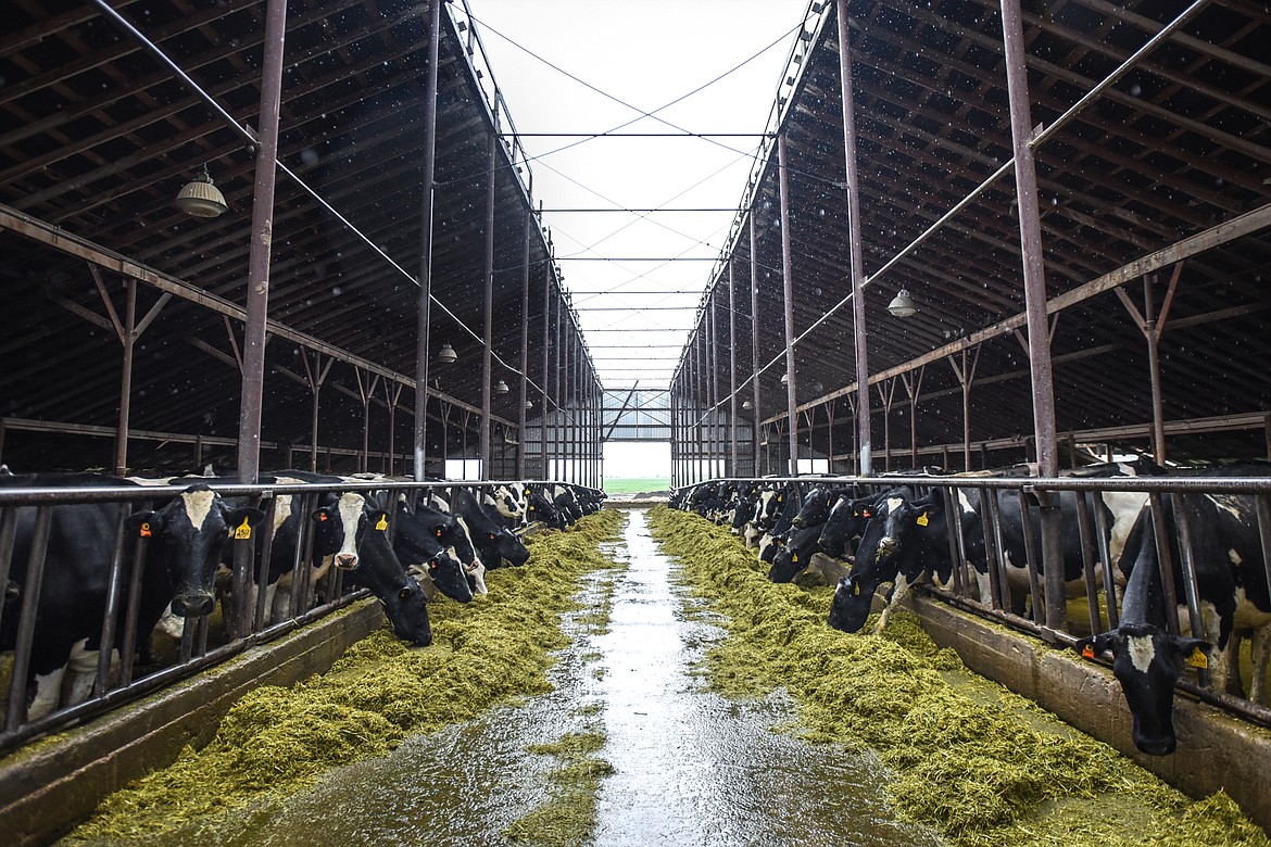 Cows feed on hay inside a freestall barn at Kalispell Kreamery on Wednesday, May 20. (Casey Kreider/Daily Inter Lake)