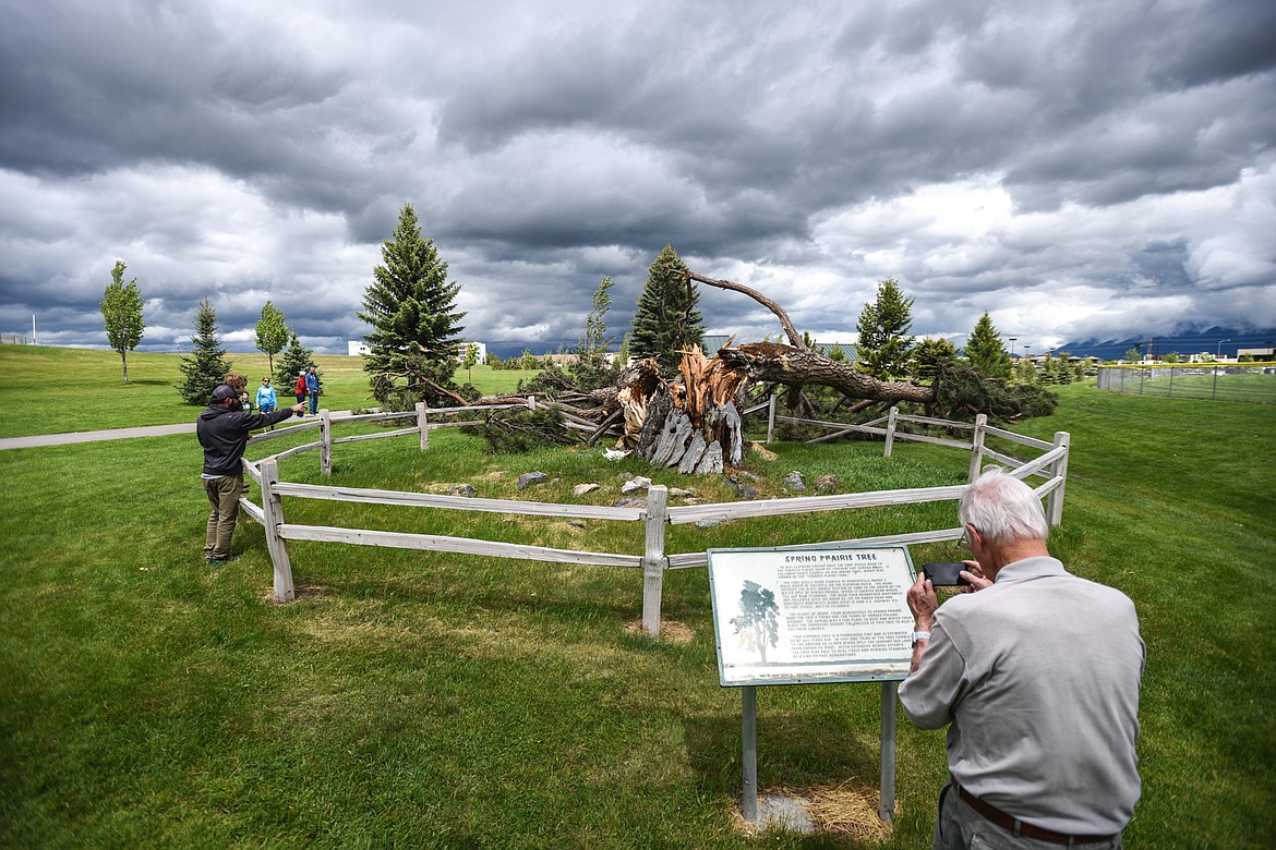 Gene Gribbin, who lives on Swan Lake, takes a photo of the historic Spring Prairie tree at Kidsports Complex in Kalispell on Sunday, May 31. The historic Ponderosa pine was toppled during an early-morning storm that left thousands in the valley without power. The tree, which was significantly damaged during a storm in 1989, is estimated to be 300 years old. The tree and the nearby spring served as a stopping point between Flathead Lake and present-day Eureka on The Fort Steele Road, which followed closely an old Indian trail known as The Tobacco Plains Trail. (Casey Kreider/Daily Inter Lake)