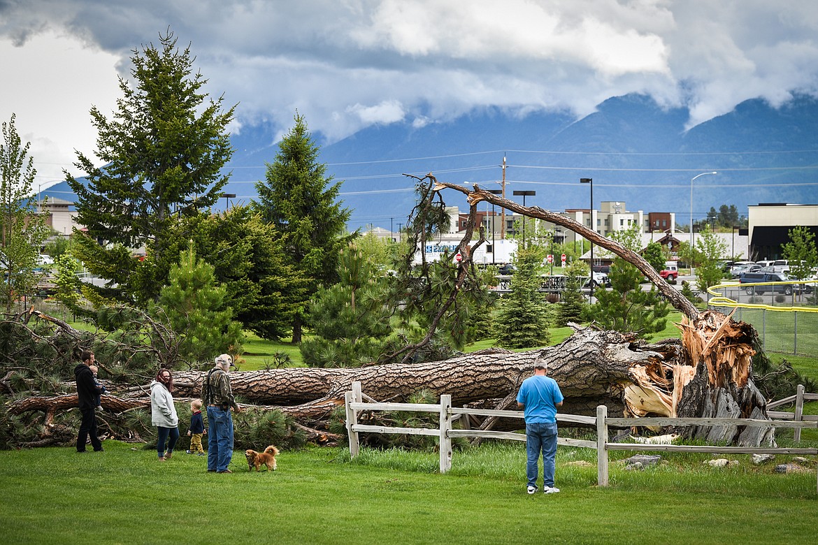 Visitors take pictures of the historic Spring Prairie tree at Kidsports Complex in Kalispell on Sunday, May 31. The historic Ponderosa pine was toppled during an early-morning storm that left thousands in the valley without power. The tree, which was significantly damaged during a storm in 1989, is estimated to be 300 years old. The tree and the nearby spring served as a stopping point between Flathead Lake and present-day Eureka on The Fort Steele Road, which followed closely an old Indian trail known as The Tobacco Plains Trail. (Casey Kreider/Daily Inter Lake)