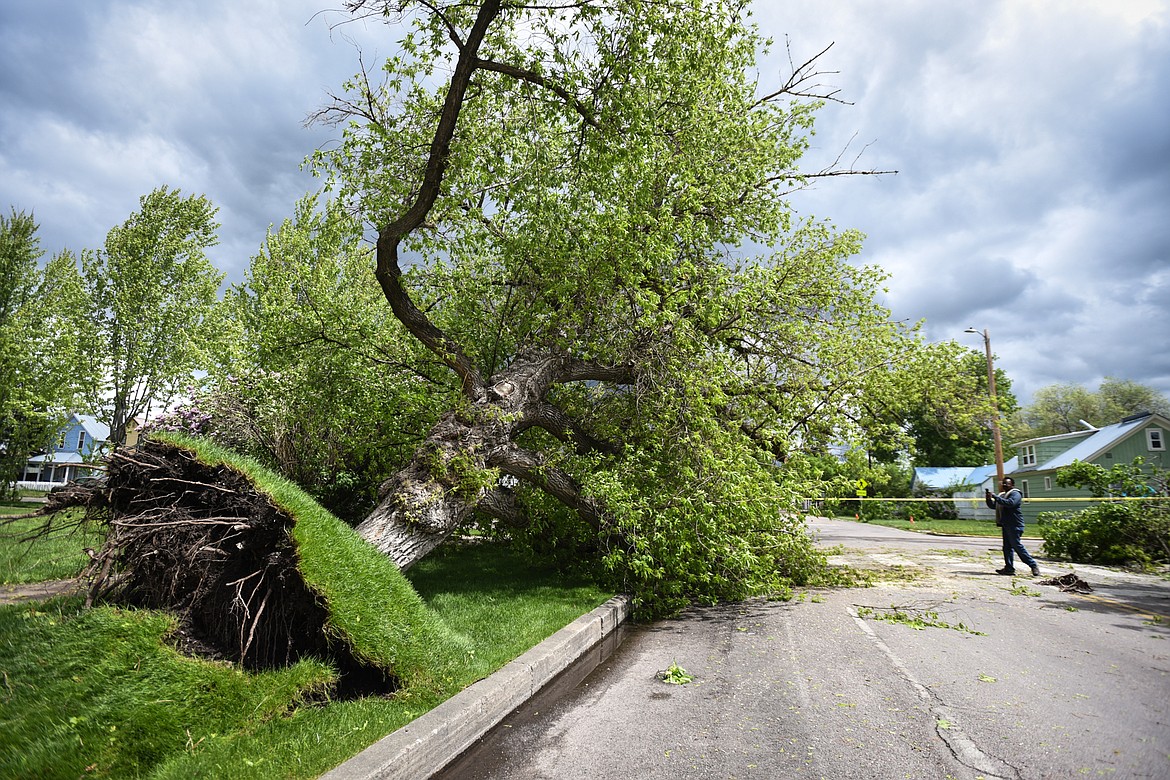 A person takes a picture of a large tree that was uprooted along Fourth Street West in Kalispell during an early morning storm that left thousands in the valley without power on Sunday, May 31. (Casey Kreider/Daily Inter Lake)