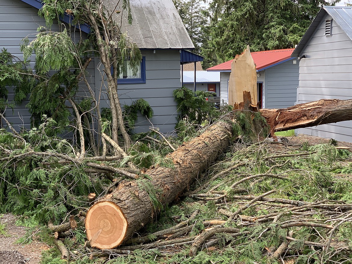 Sunday morning’s thunderstorms brought down this tree at the Flathead Lake Resort in Woods Bay. (Jeremy Weber/Bigfork Eagle)