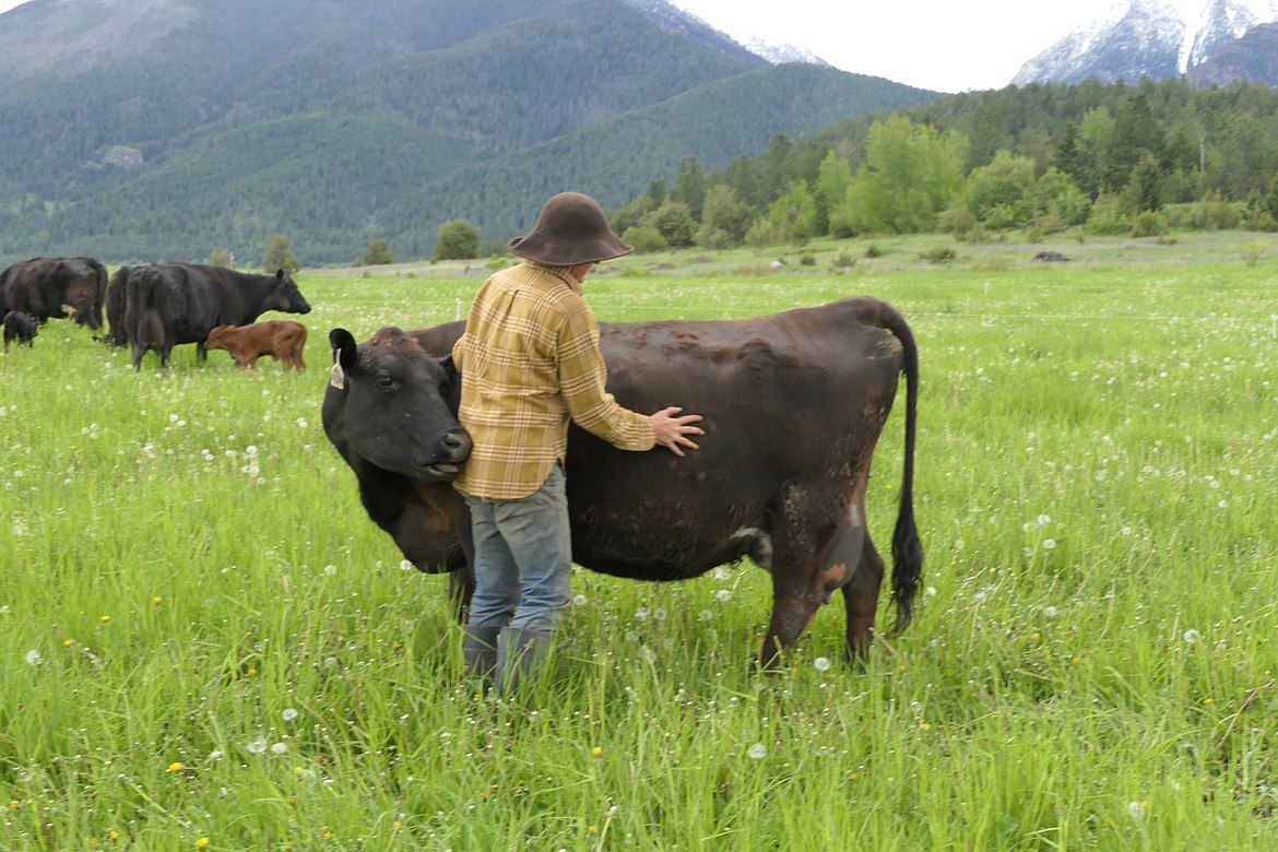 One of Julie Pavlock's angus/angus-cross herd thoroughly enjoys a loving all-over scratch.