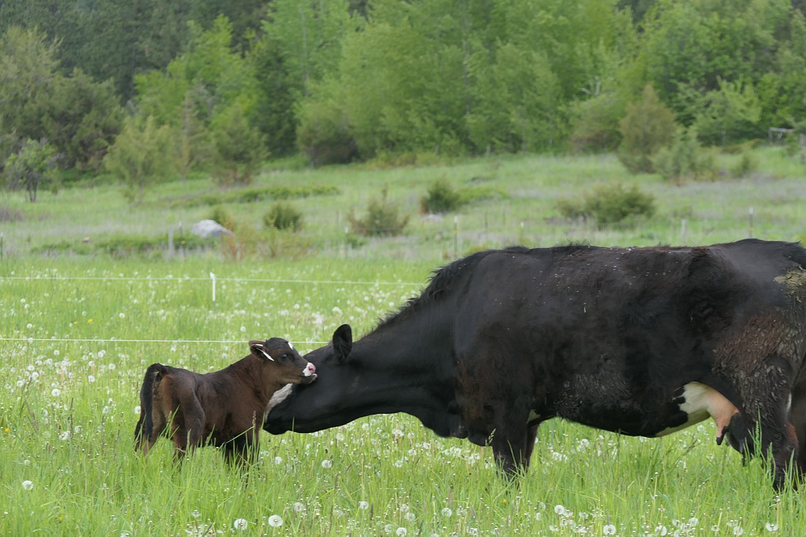 An idyllic life growing up in belly-deep grass on Foothill Farm.
