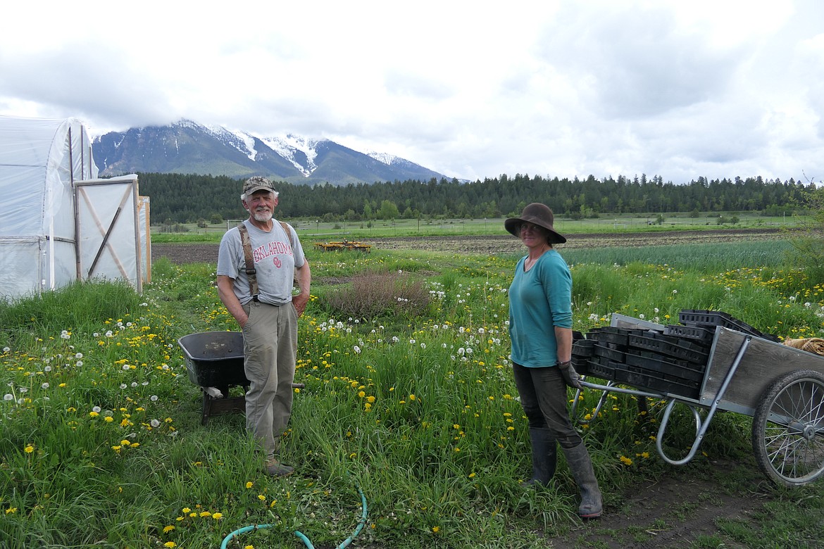 Julie Pavlock and her father, Tom, discuss what to plant next on a morning stroll through the garlic patch. Foothill farm grows five garlic varieties.