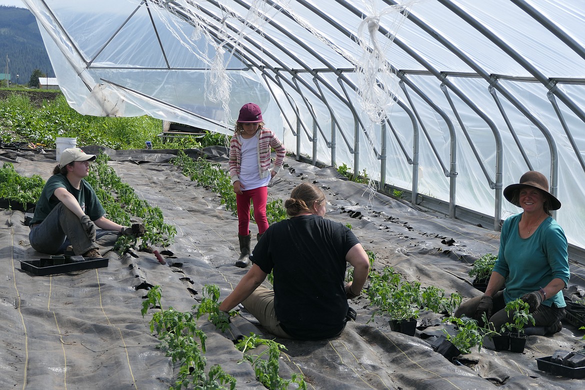 A friendly, enthusiastic crew plants hundreds of heirloom tomato plants in a hoop-style greenhouse at Foothill Farm near St. Ignatius. From left, are Anna Schraufnagel (intern), Maude Pavlock, Halley Saul (intern), Julie Pavlock.