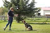 Kalispell dog trainer on a mission to save canine lives