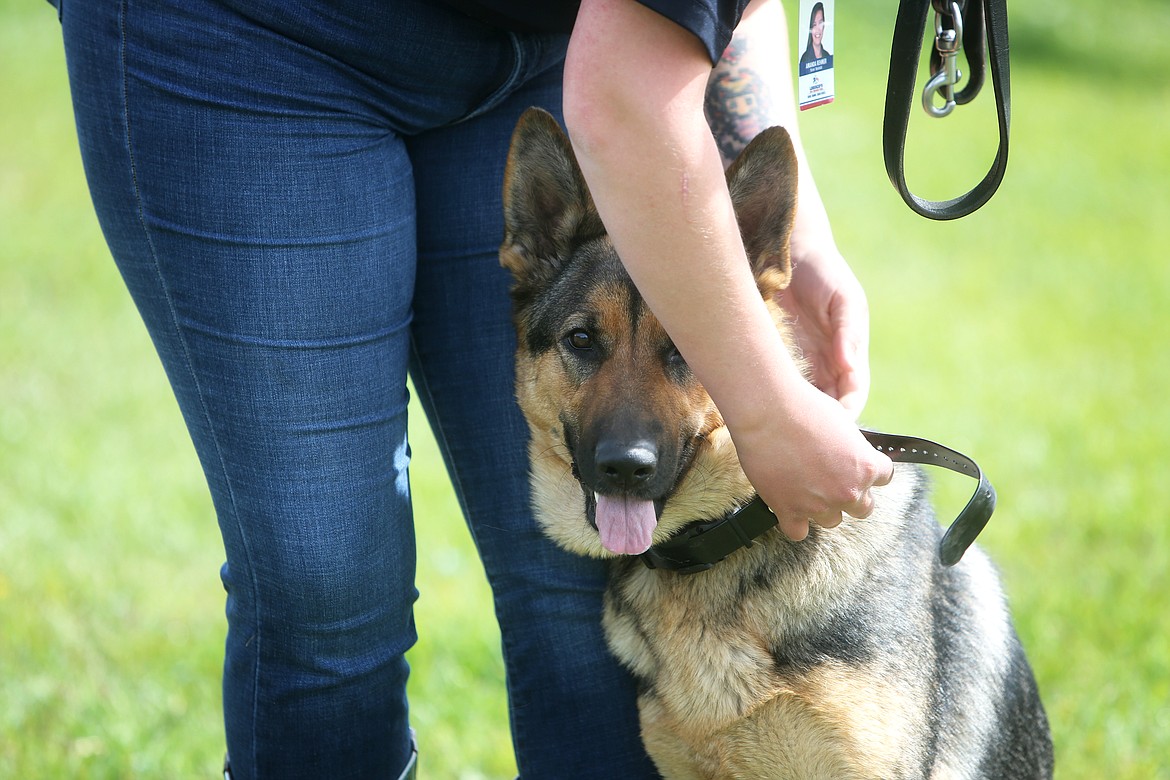 Amanda Rehmer adjusts the collar on her German Shepherd, Hylia.