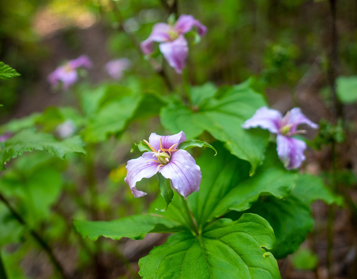 Trillium near their end along the Skiumah Creek Trail.