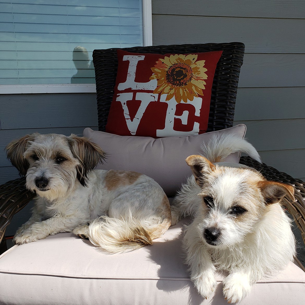 This pair of dogs was rescued by Lost and Found Pets of Grant County, which is based in Ephrata.