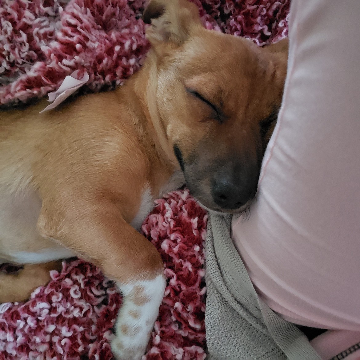 “Baby,” a dog rescued by Lost and Found Pets of Grant County, snuggles while she waits to be adopted.
