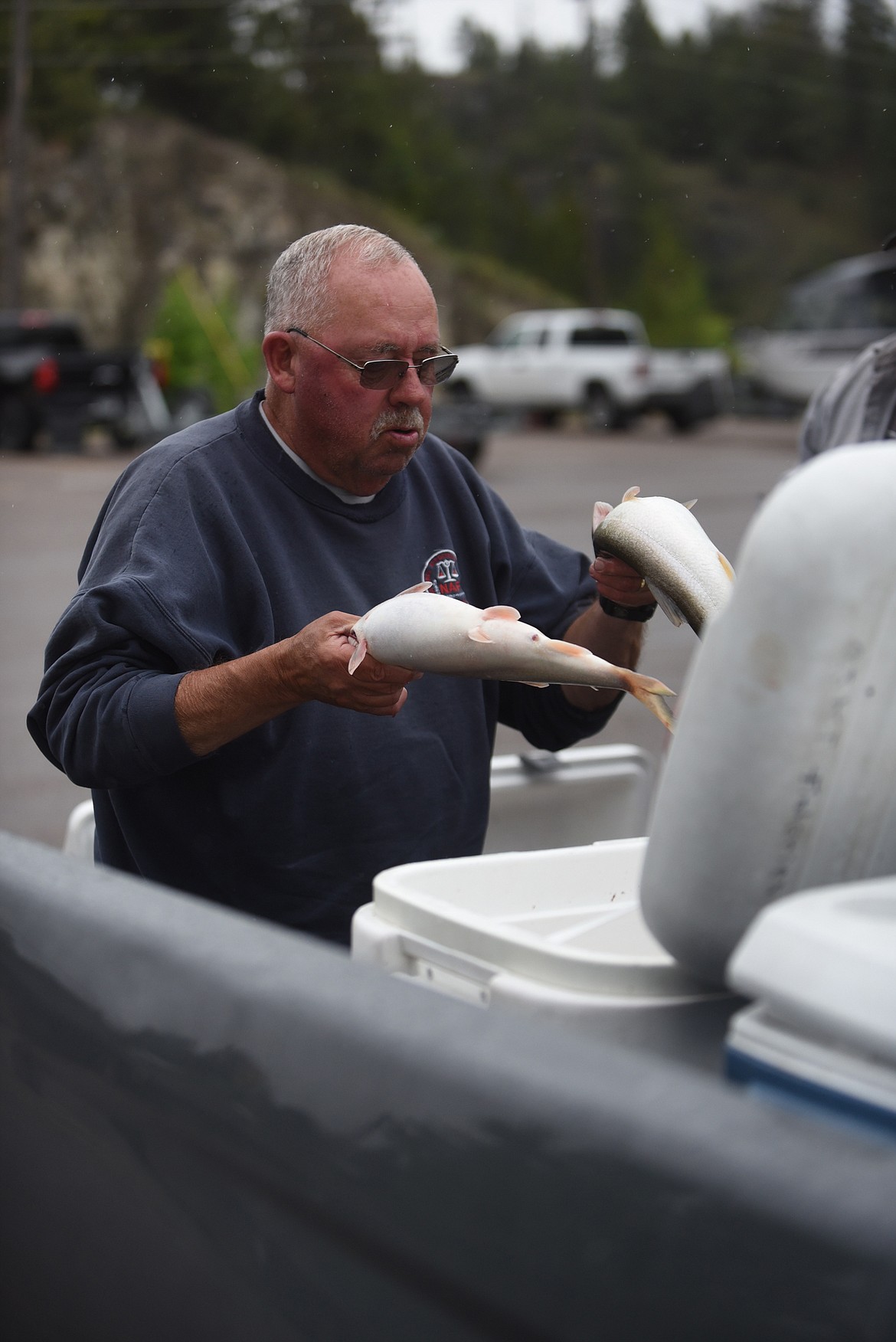 Columbia Falls fisherman Dan Smith places lake trout in a cooler at the Somers boat launch Saturday. The launch is one of the places where Mack Days anglers can turn fish in to members of the Salish and Kootenai Tribal Council. Smith caught 18 lakers. (Scott Shindledecker/Daily Inter Lake)