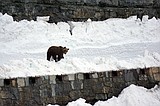 Glacier Park plows at Big Drift
