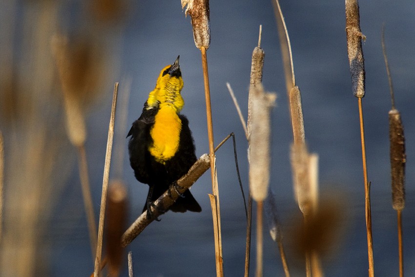 Yellow-headed blackbird (Ninepipes Wildlife Refuge)