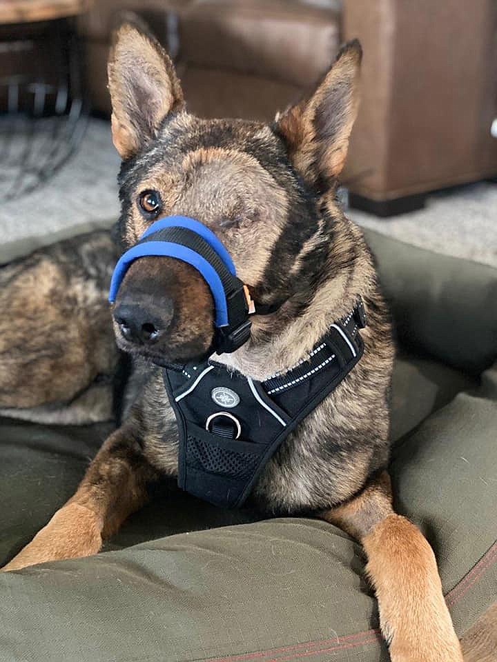 K-9 Chief, now retired, chills on his doggy bed in Officer Nick Stewart’s home.