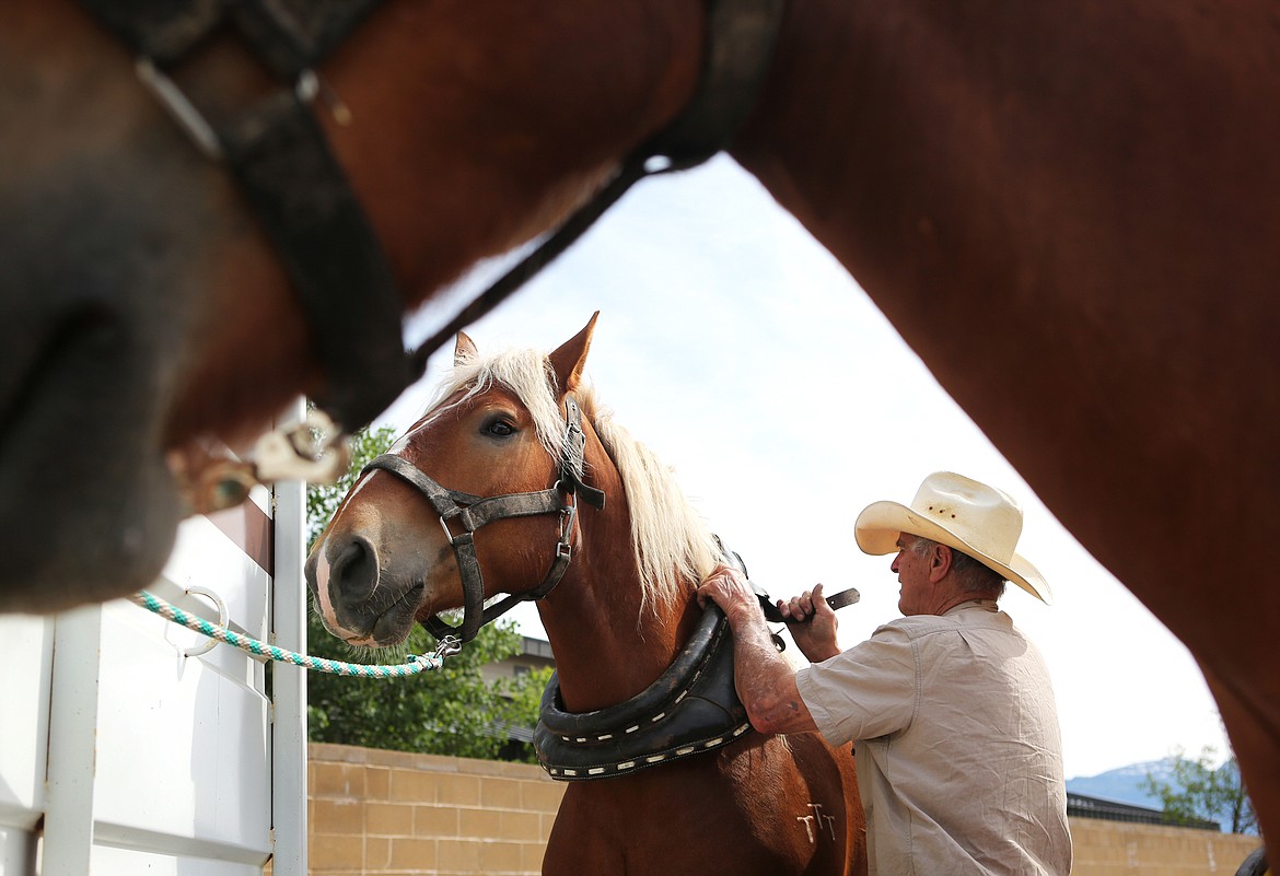 $ID/NormalParagraphStyle:Gene Bushnell, of Troy, readies his Belgian draft horse, Jim, to pull the stagecoach he built.