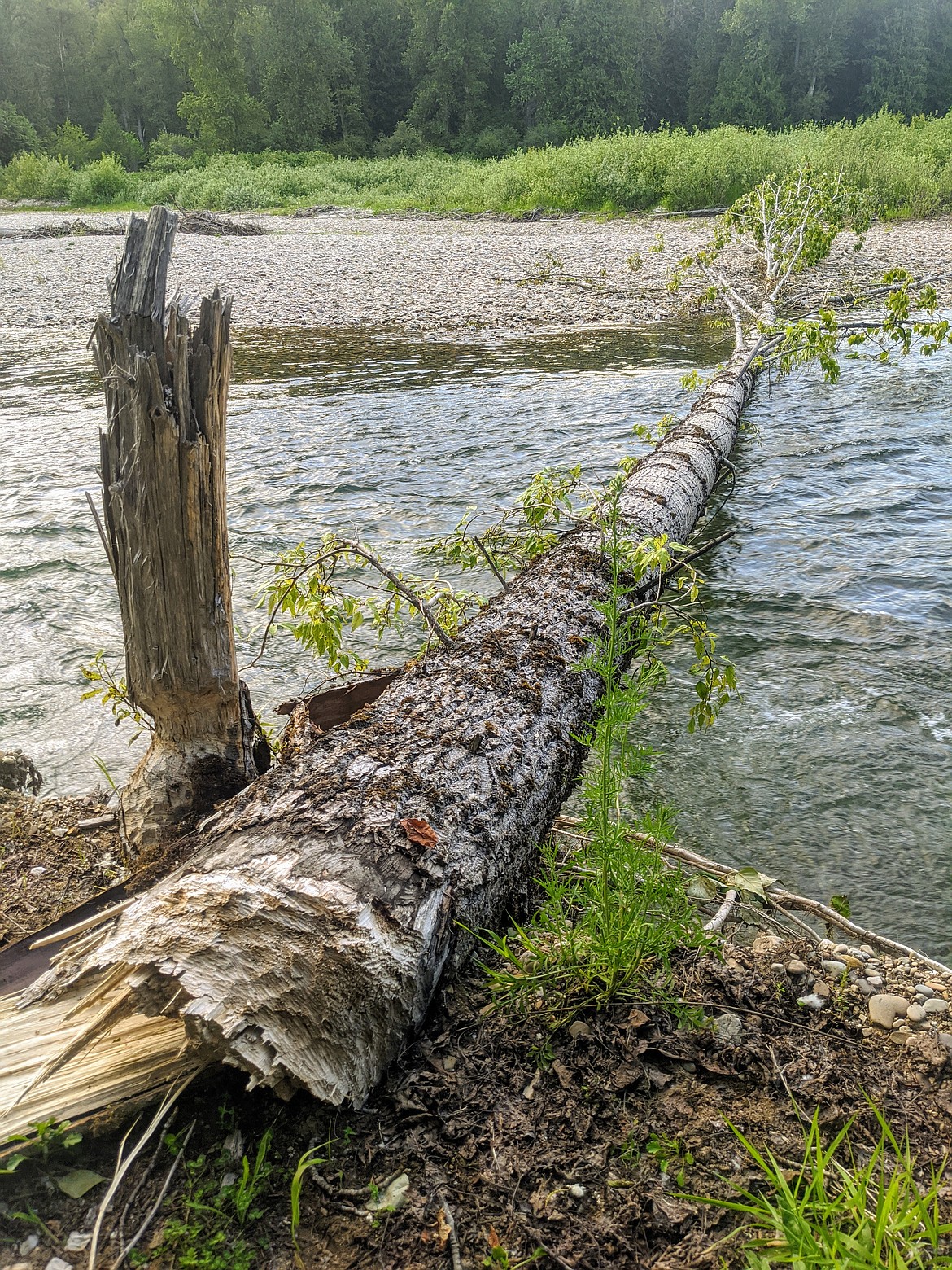 Bite marks on the broken end of the tree show that beavers were responsible for felling the tree across the river.