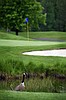New owners emphasize C-Falls greens open to all golfers